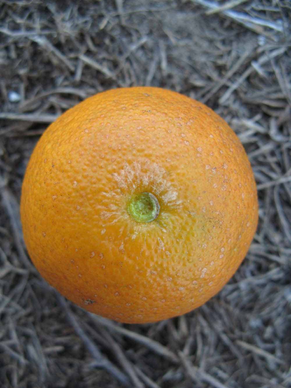            Fruit (Winter Haven, FL)   